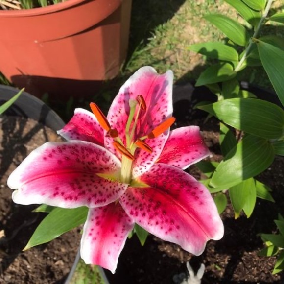 Meet your Posher, Rach - Picture 1 of 1